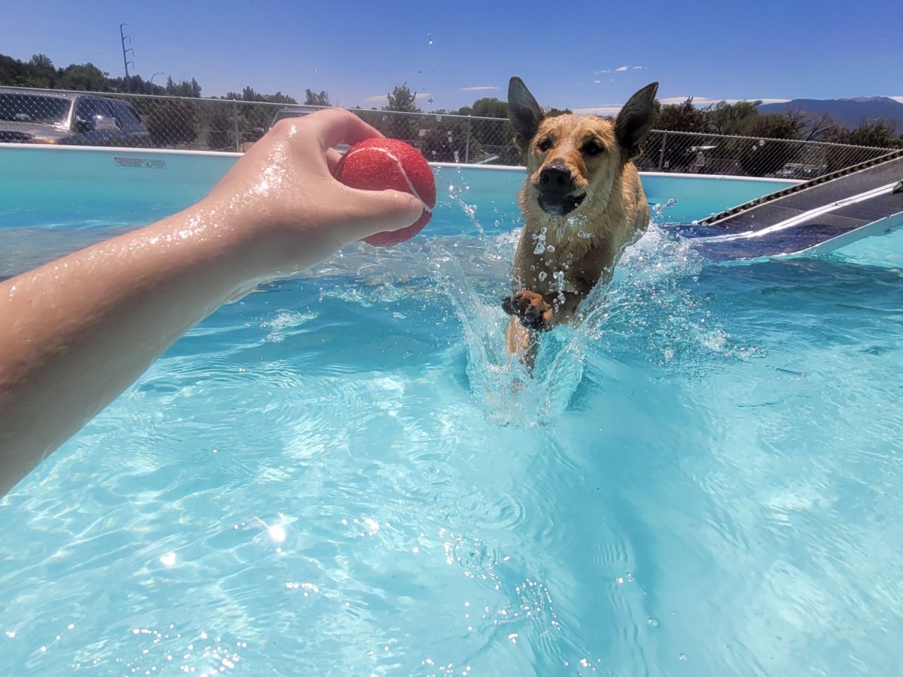 A new dog diving pool opens in Colorado Springs